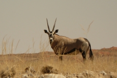 Oryx gazella (oryx); Martina Novotná