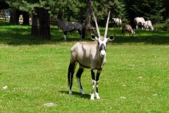 Oryx gazella (oryx jihoafrický)