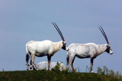 Oryx leucoryx (přímorožec arabský)