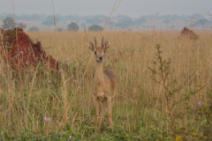 Ourebia ourebi (oribi)