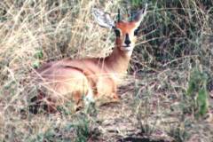 Raphicerus campestris (antilopa trávní)