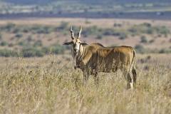 Taurotragus oryx (antilopa losí); Jana Hajduchová