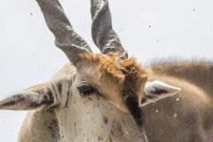 Taurotragus oryx (antilopa losí) - hlava; Jana Hajduchová