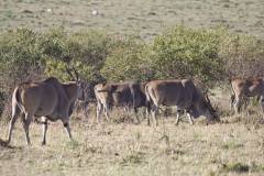 Taurotragus oryx (antilopa losí) - stádo; Jana Hajduchová