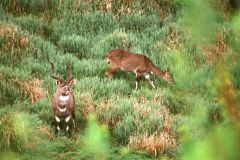 Tragelaphus buxtoni (nyala horská), Bale, Etiopie