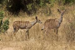 Tragelaphus imberbis (kudu malý); Jana Hajduchová