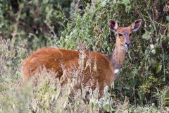 Tragelaphus scriptus (lesoň), N.P.Aberdare; Jana Hajduchová