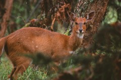 Tragelaphus scriptus (lesoň), Etiopie