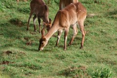 Tragelaphus scriptus (lesoň), Etiopie