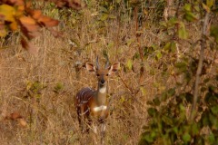 Tragelaphus scriptus scriptus (lesoň) - samec