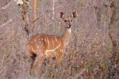 Tragelaphus scriptus scriptus (lesoň)