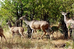 Tragelaphus strepsiceros (kudu velký)