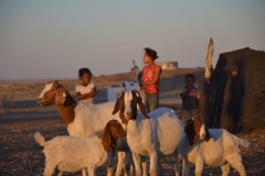 Capra aegagrus hircus (domácí koza), Namibie