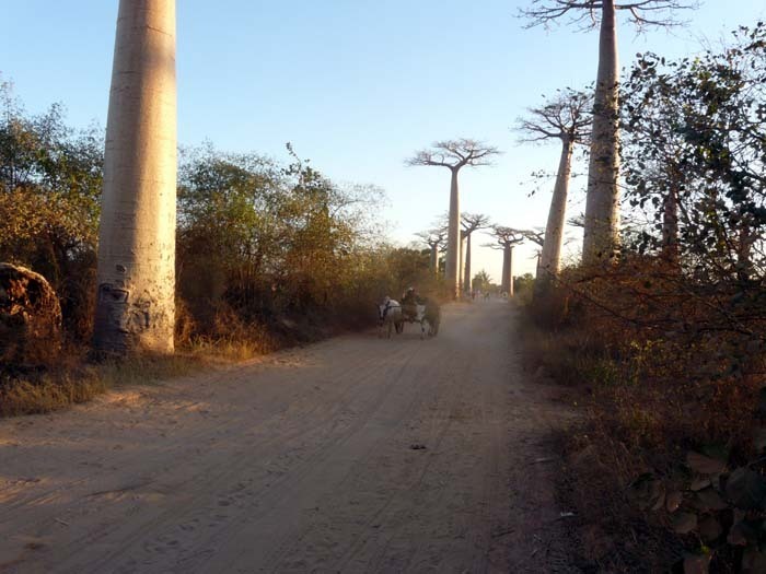 Aye-Aye expedition, Avenue de Baobab, Madagaskar