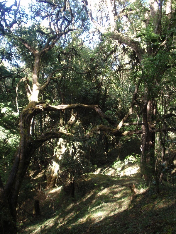 Menagesha National Forest, Etiopie (foto: Víťa Glomb)