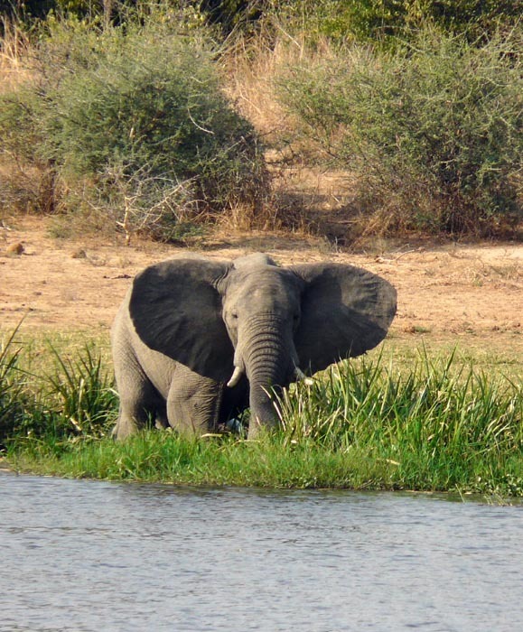 Slon u Murchison Falls