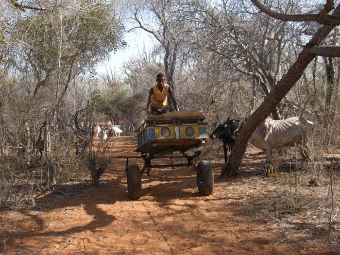 Patrik přeprahá povoz, Ifata, Aye-Aye expedition, Madagaskar