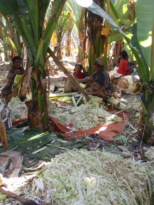 Sklizeň falešných banánů - Enset (Abyssinian banana, Etiopie (foto: Víťa Glomb)