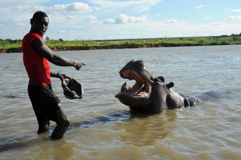 Hroch obojživelný (Hippopotamus amphibius) - mazel, Arthur Sniegon