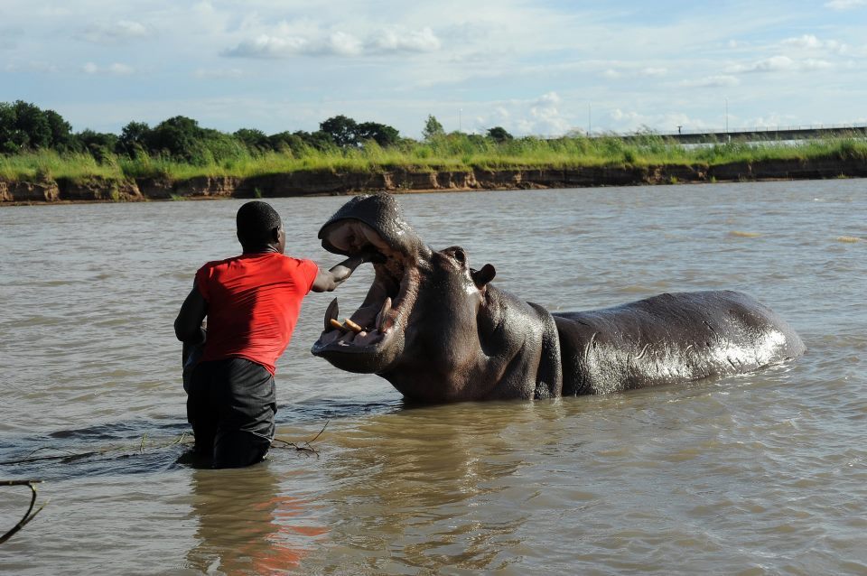 Hroch obojživelný (Hippopotamus amphibius) - mazel, Arthur Sniegon