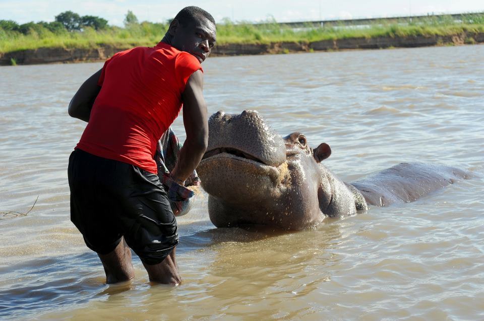 Hroch obojživelný (Hippopotamus amphibius) - mazel, Arthur Sniegon