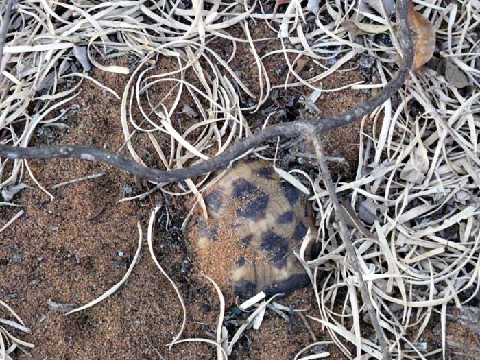 spící želva pavoučí, Ifata, Aye-Aye expedition, Madagaskar