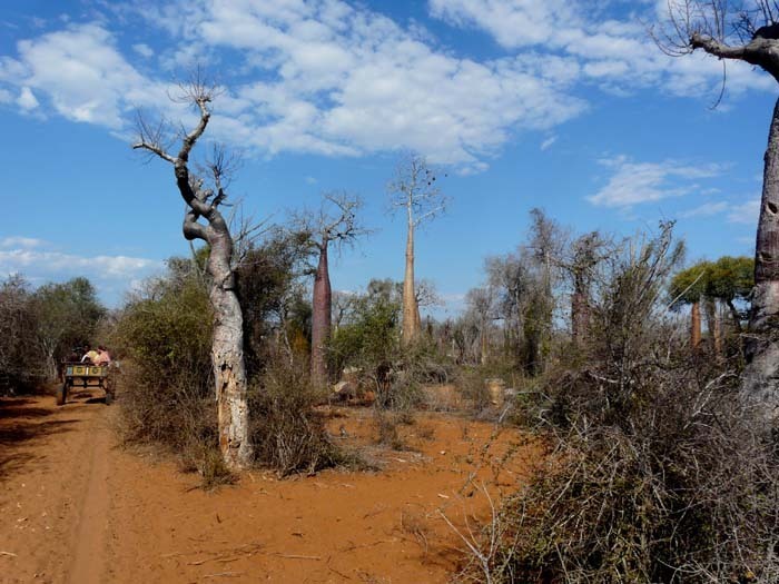 trnitá buš, Ifata, Aye-Aye expedition, Madagaskar