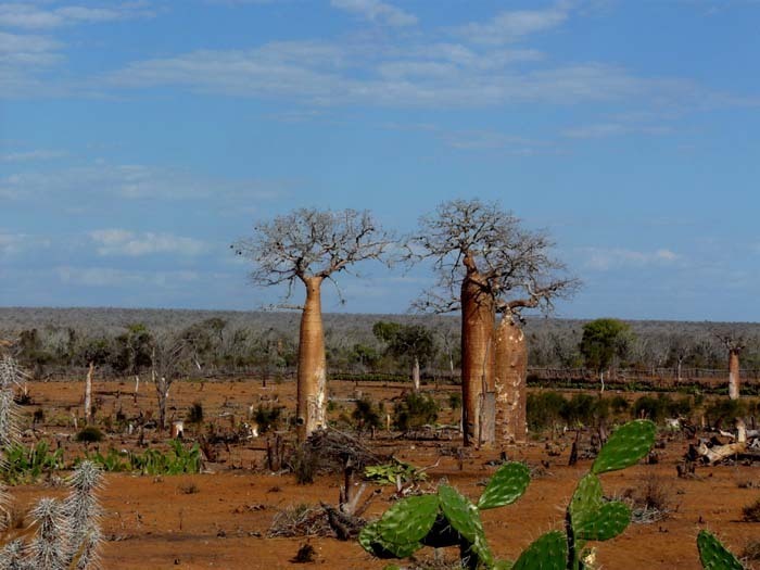 trnita buš a baobaby, Ifata, Aye-Aye expedition, Madagaskar