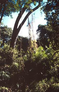 Viktoriiny vodopády (Zimbabwe)