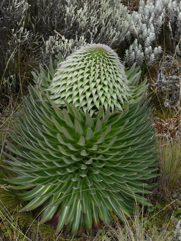 Lobélie pod Shira Plateau