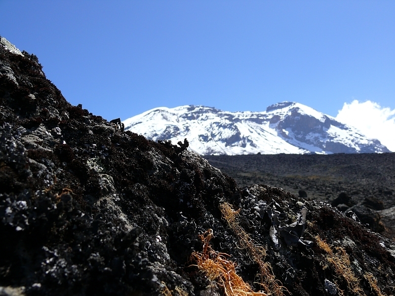 Lyšejníky na Shira Plateau, Kilimandžáro