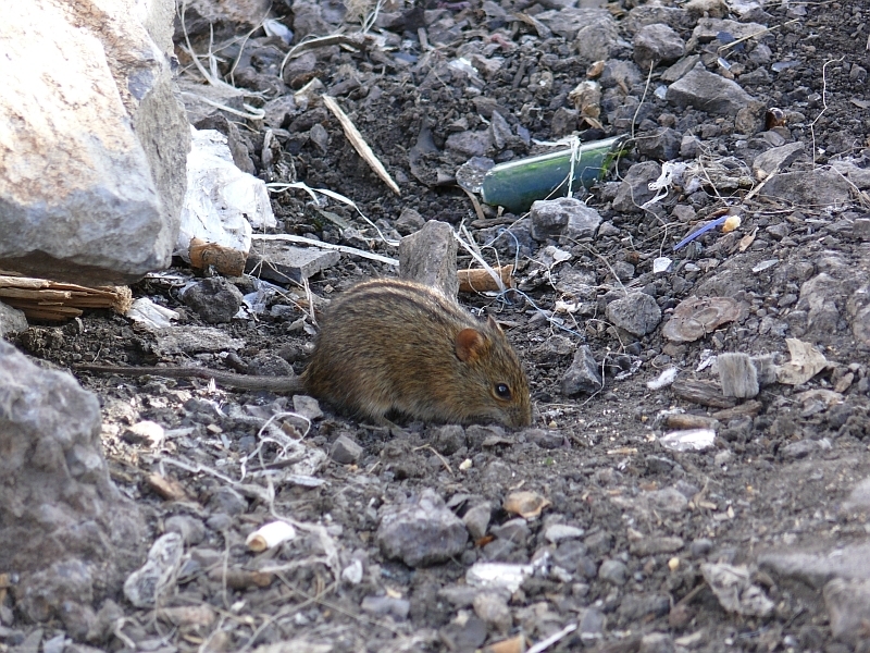 Rhabdomys pumilio; Four-striped grass mouse; myš čtyřpruhá