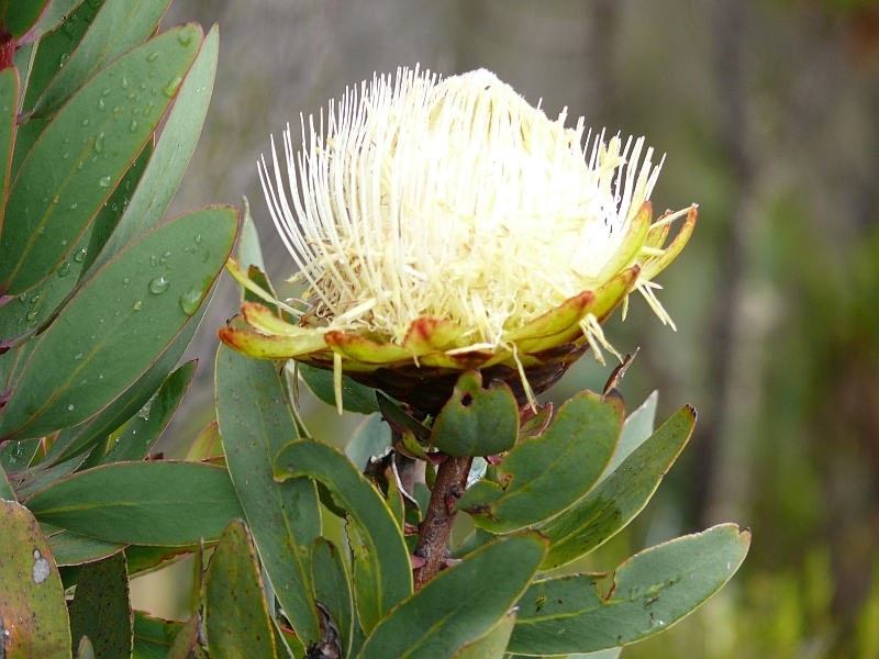 Protea kilimandžárská (Protea kilimanjaro)