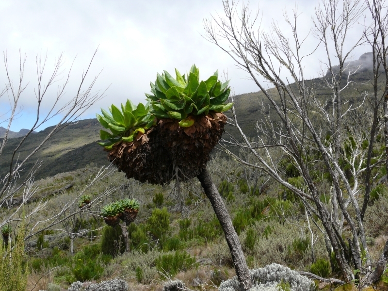 Starček pod Shira Plateau