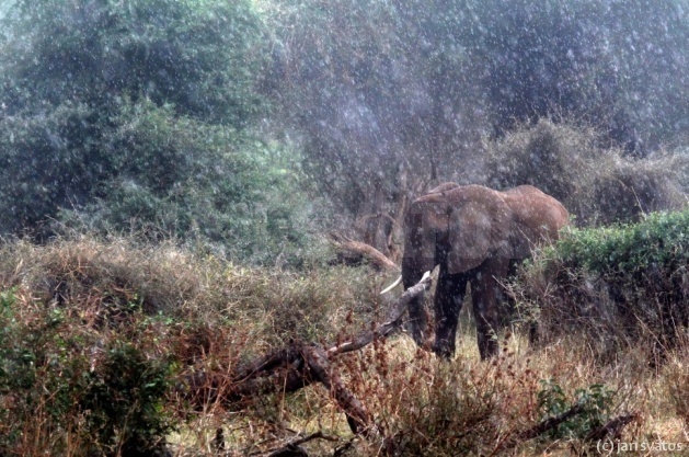 Africa obscura, N.P. Marsabit - Jan Svatoš