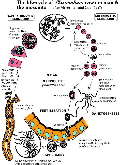 životnímu cyklu Plasmodia