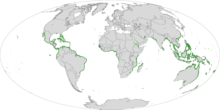 Mangrovové lesy a jejich rozšíření