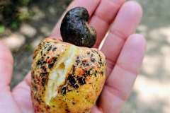 Lufasi Nature Park, Lagos, Ledvinovník západní (Anacardium occidentale), foto Petra Mrňková