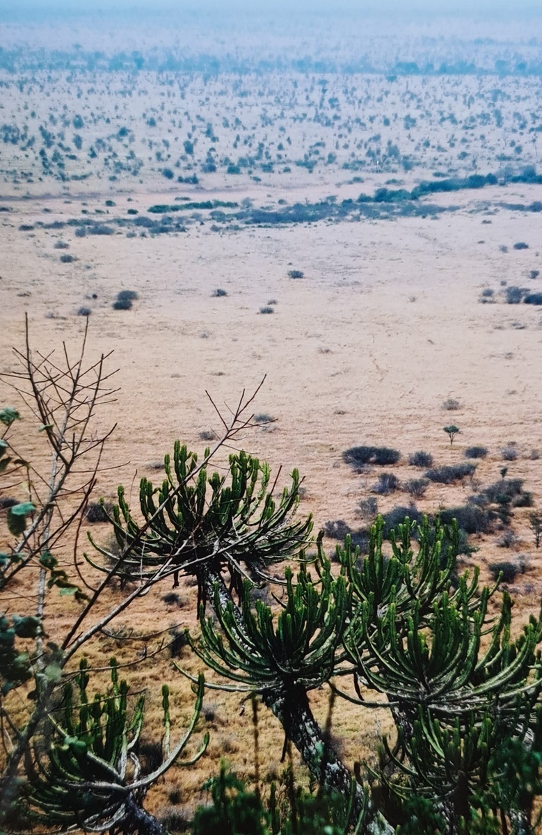 Candelabra Tree (Euphorbia cooperi) - Kruger National Park