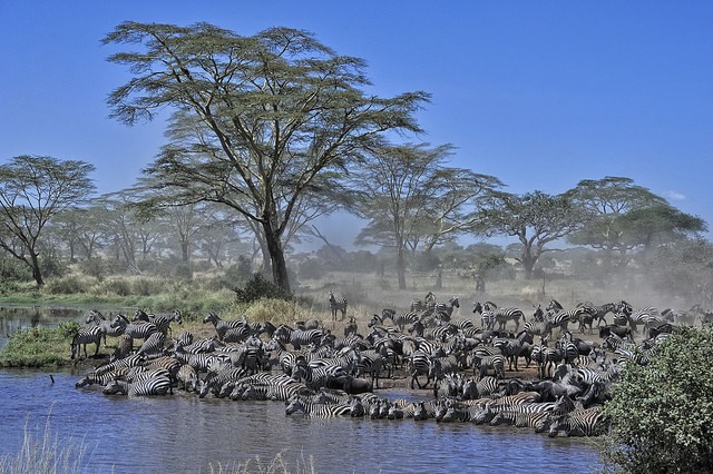 Diana Robinson: Serengeti