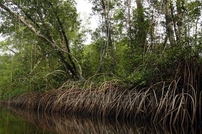 Mangrovový les v Kamerunu