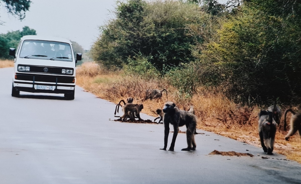 Kruger National Park - zvířata mají přednost