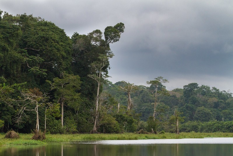 Rainforest of the Loango National Park Gabon by Gregoire Dubois