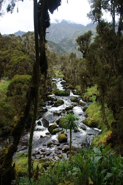 Ruwenzori - hranice horského lesa; Autor: Jørn Eriksson