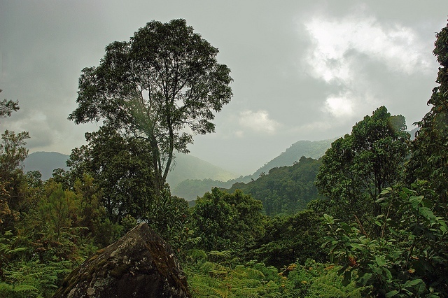 Ruwenzori - horský les; Autor: Jørn Eriksson