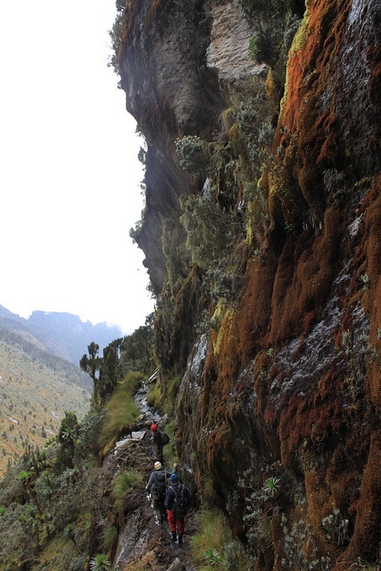 výstupová cesta, ledové pole na Mt. Speke, Ruwenzori; Autor: Jørn Eriksson