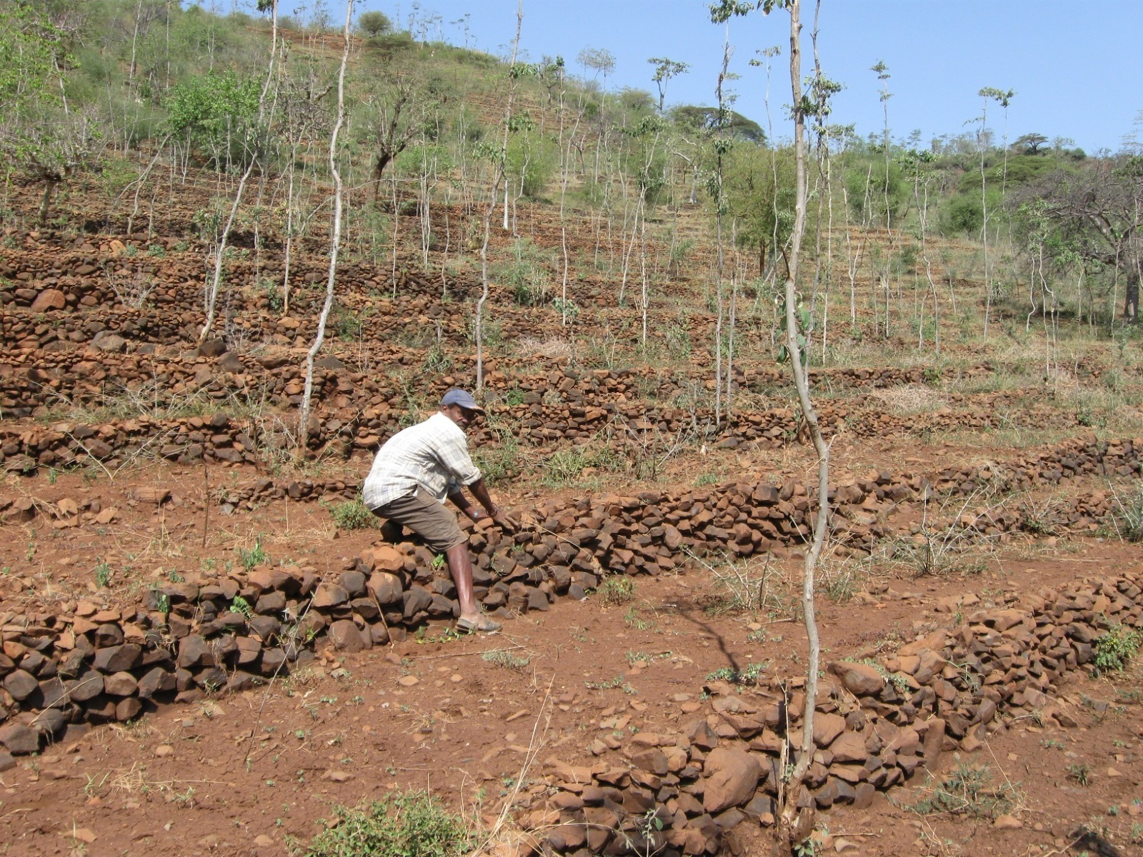 Terasy Konso, Etiopie  (autor: Trees for the Future)
