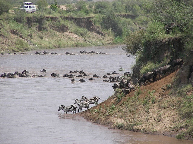 Velká migrace v N.P. Maasai Mara; Autor: joxeankoret