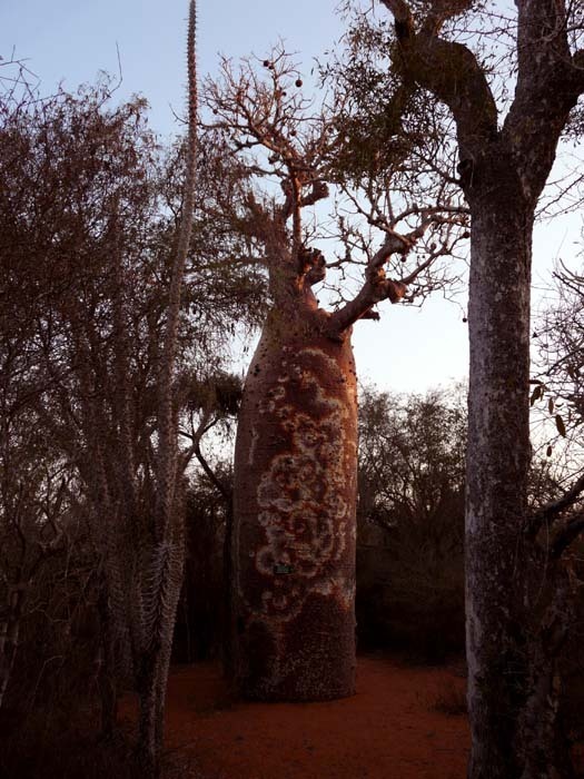 Baobab fony (Adansonia rubrostipa)