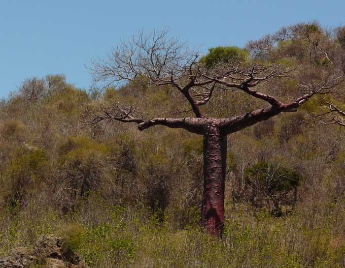 Baobab suarézský (Adansonia suarezensis)